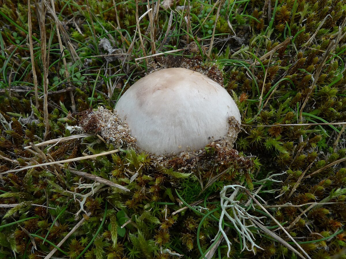 Agaric des dunes