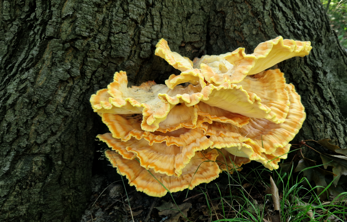 Polypore soufré