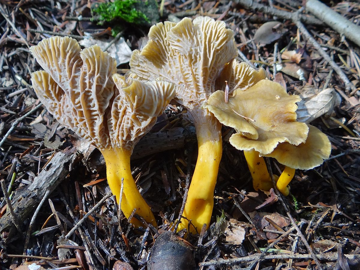 Chanterelle jaune