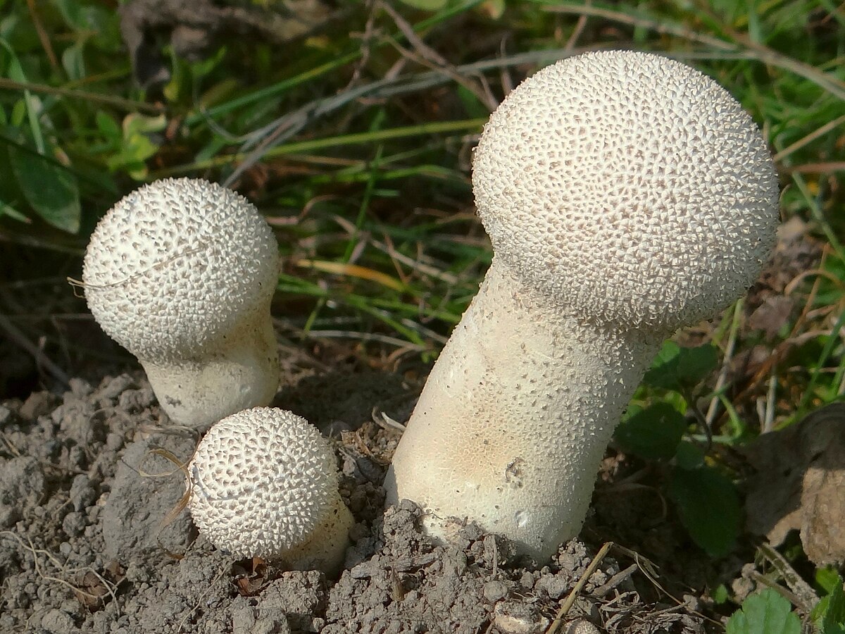 Calvatie en coupe