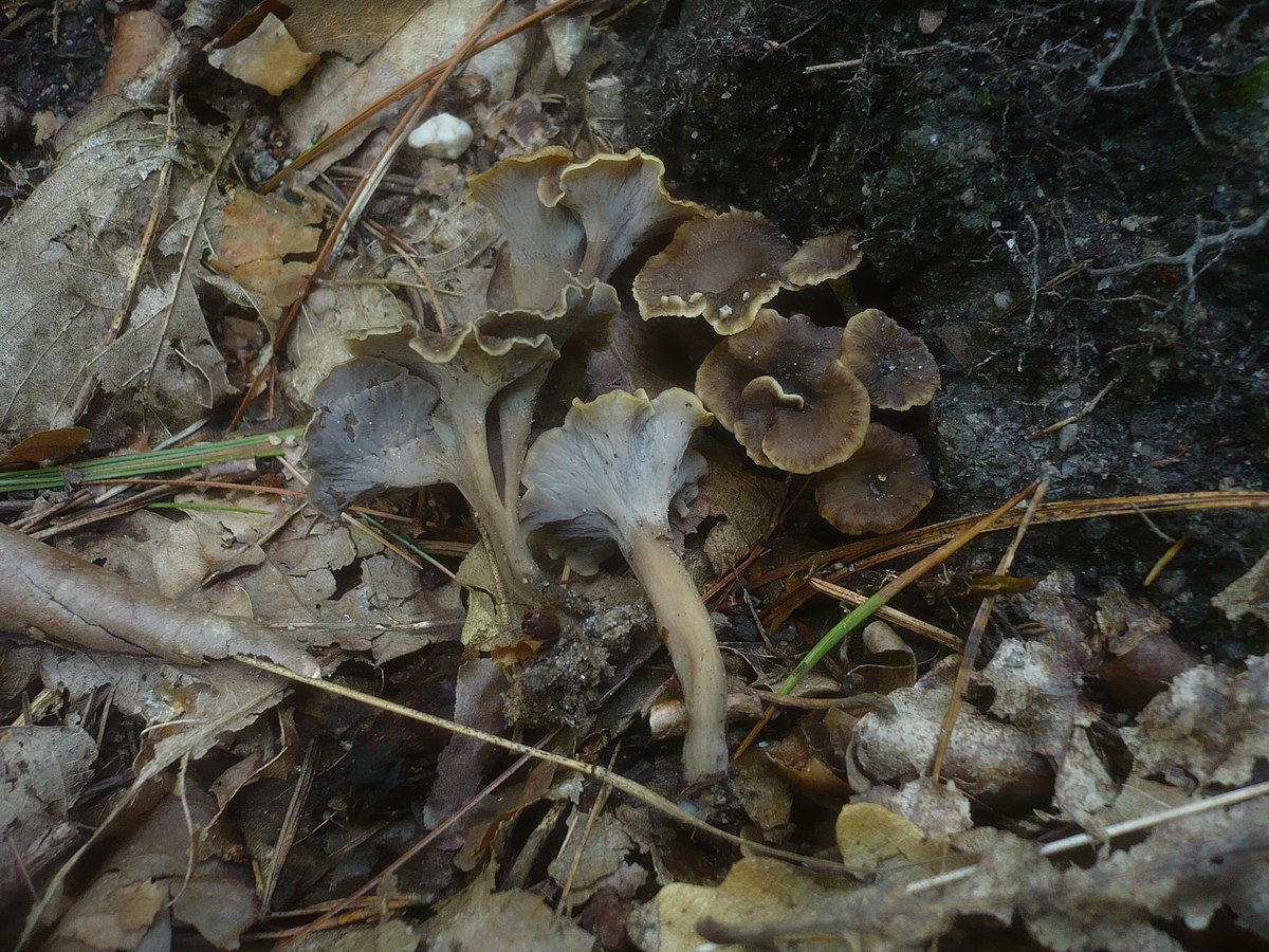 Chanterelle sinueuse