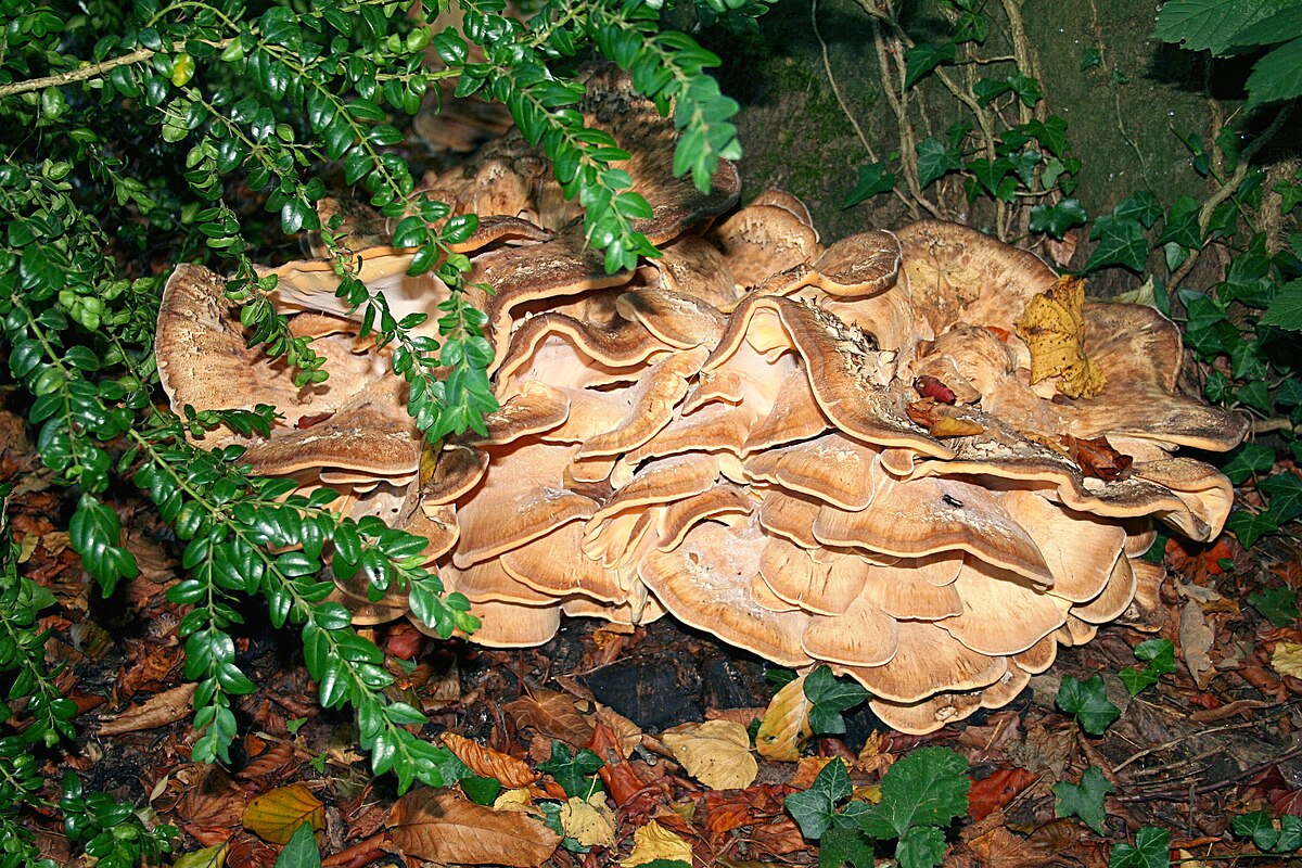 Polypore géant