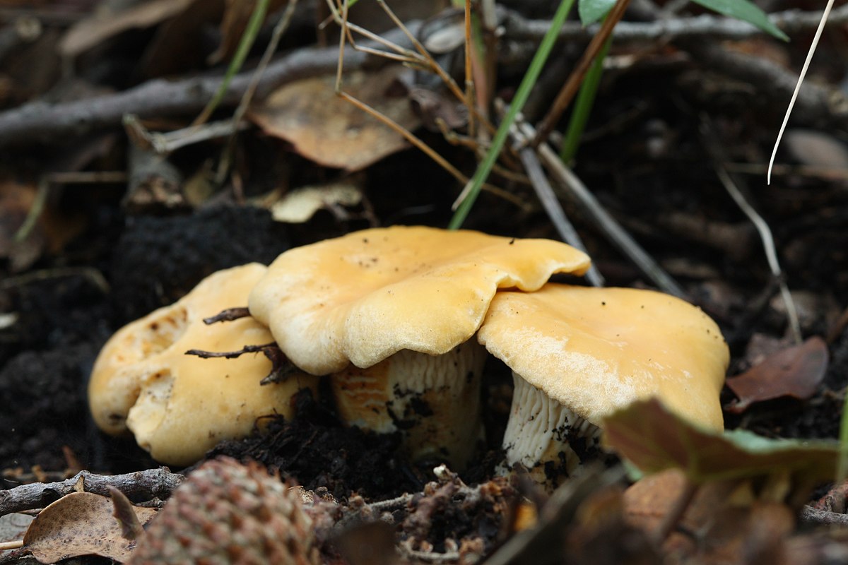 Girolle ferrugineuse
