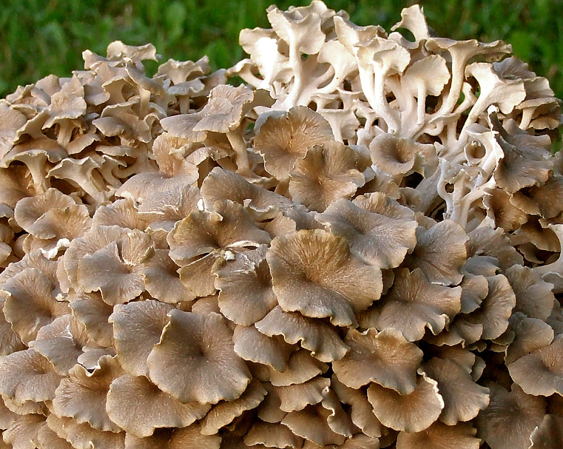 Polypore en ombelle