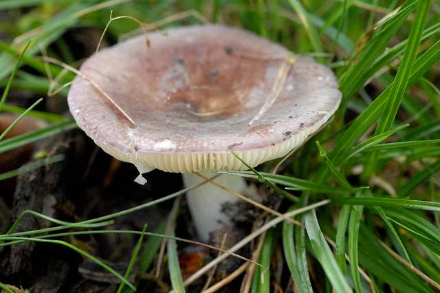 Russule verte et violette