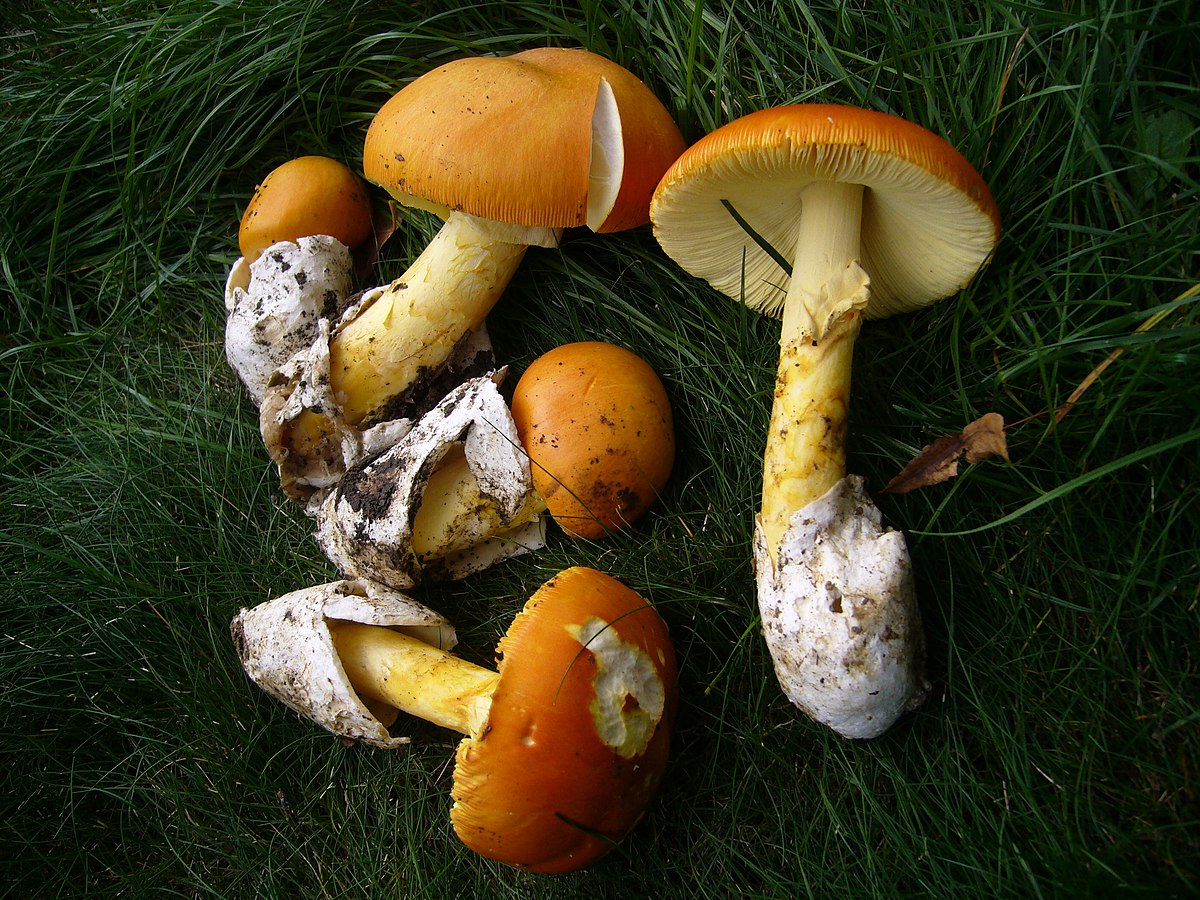 Amanite des Césars