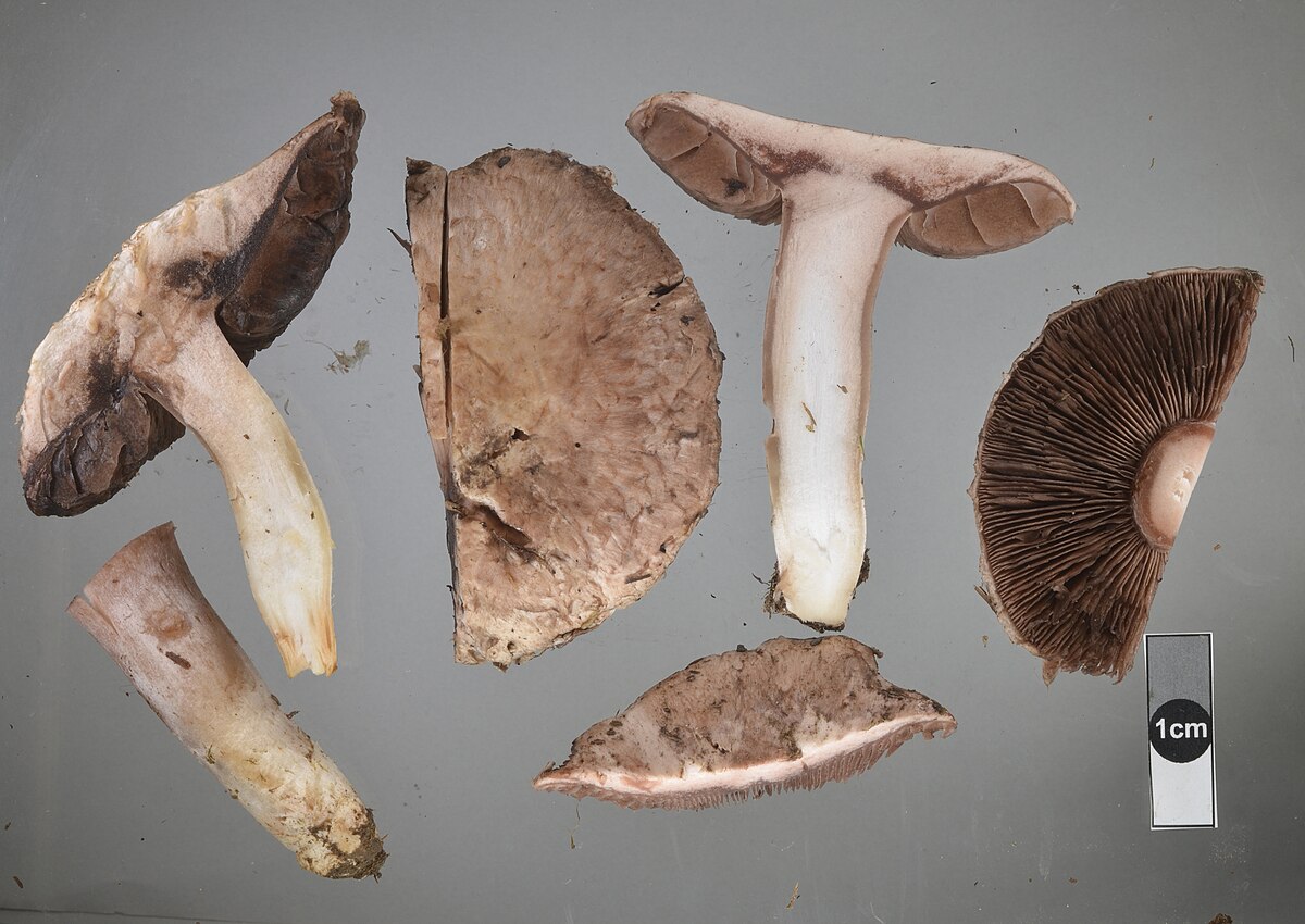 Agaric brun cuivré