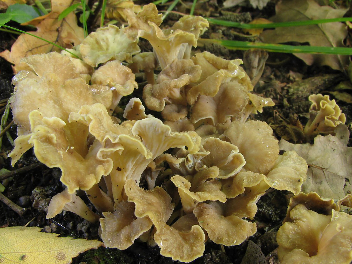 Chanterelle noircissante