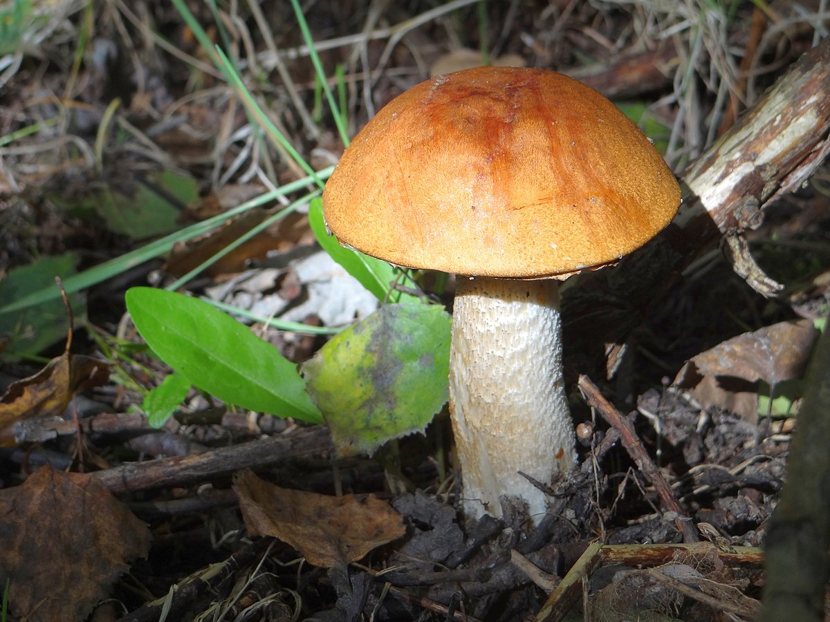 Bolet orangé des peupliers