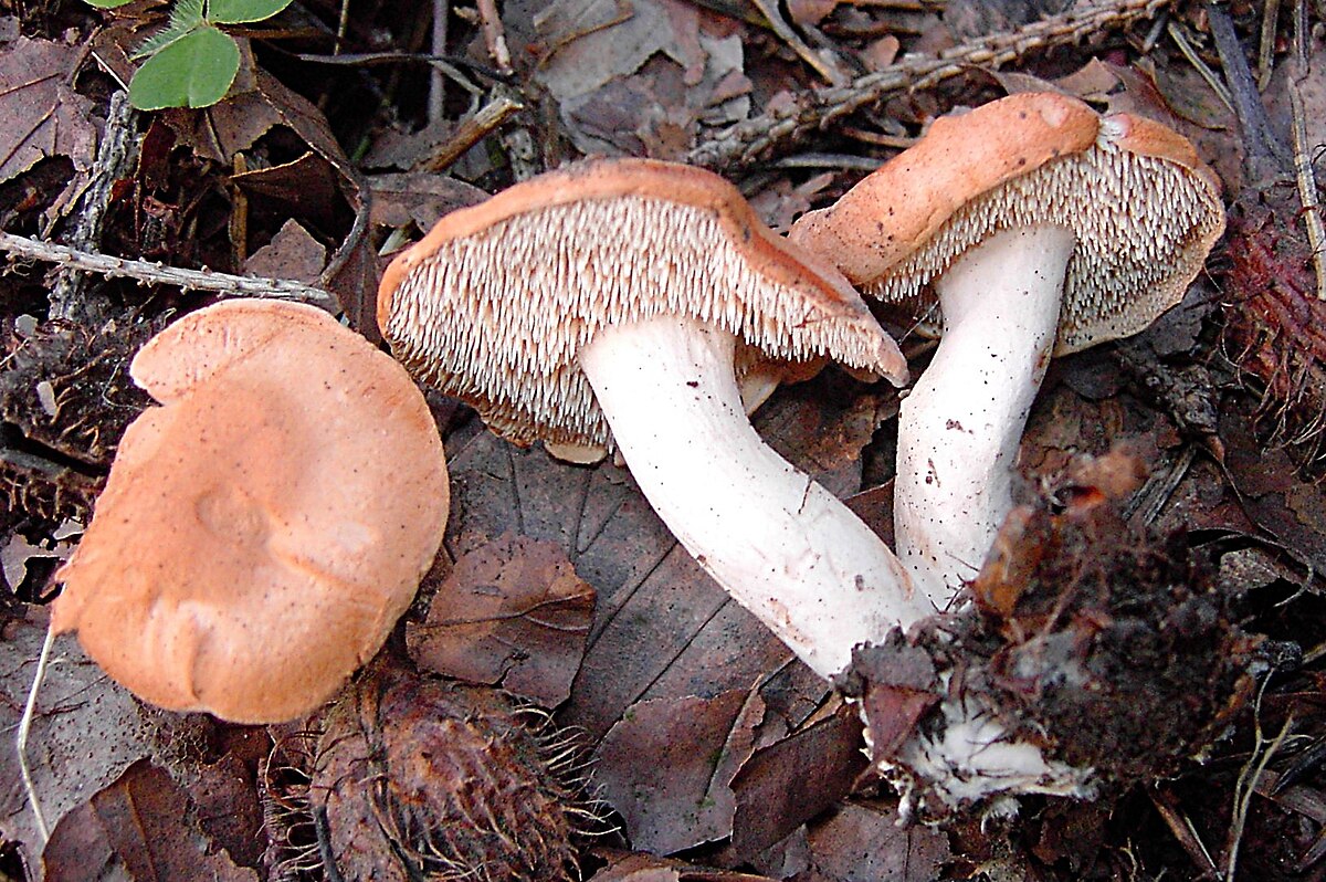 Pied de mouton roussissant
