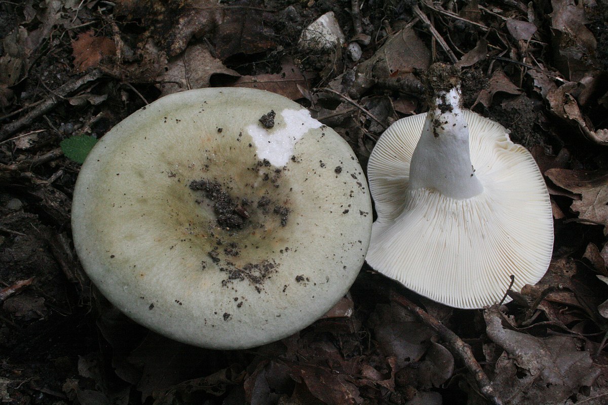 Russule à lames fourchues