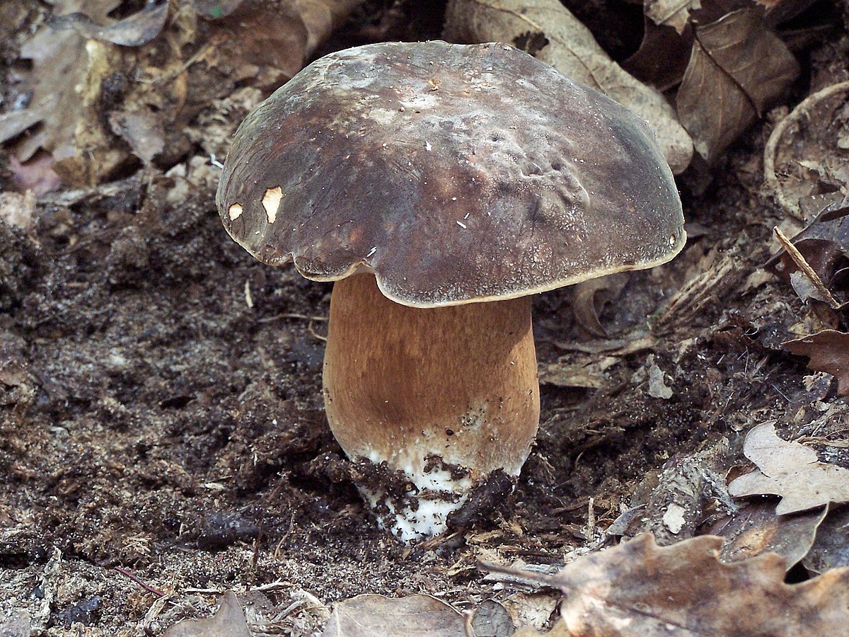 Cèpe bronzé