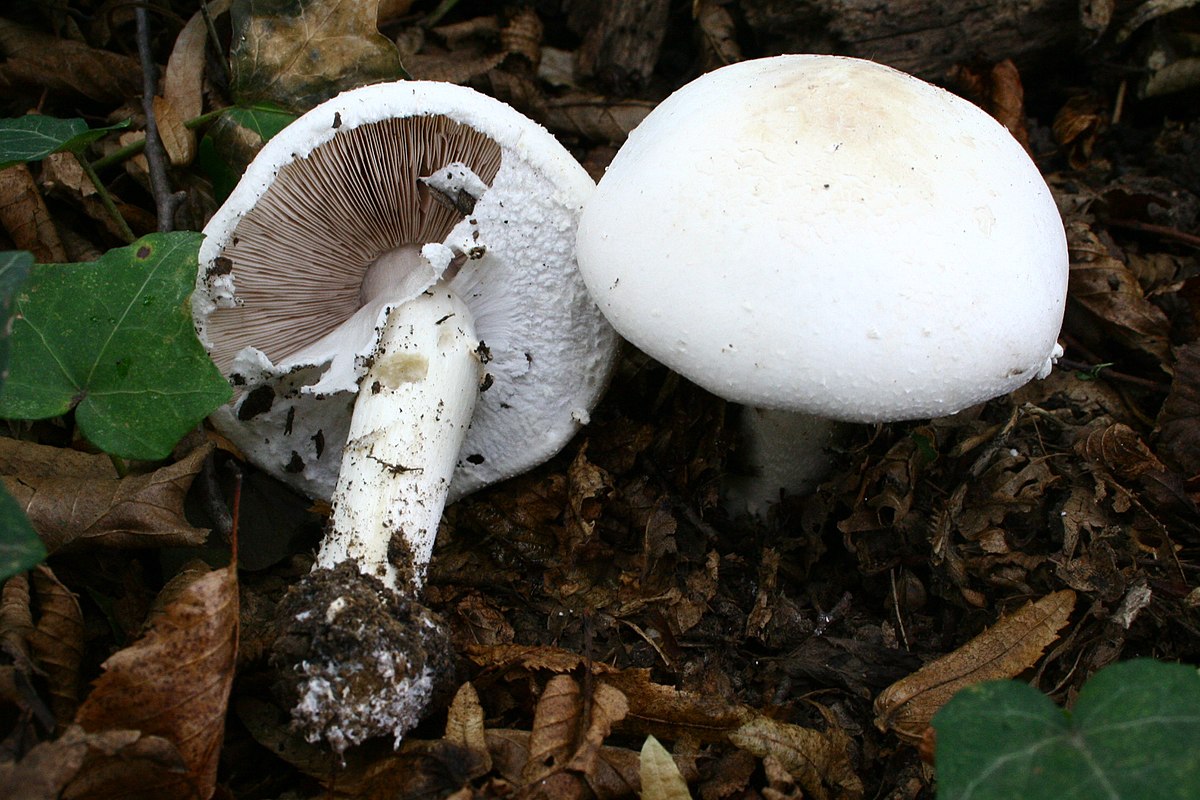 Agaric anisé des bois