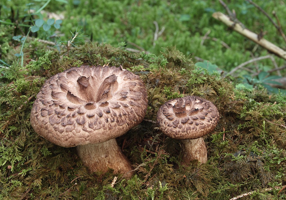Sarcodon imbriqué