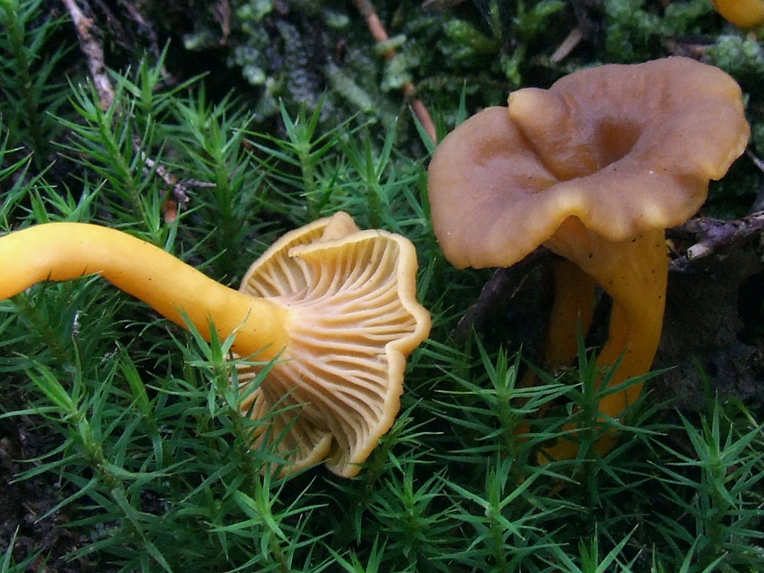 Chanterelle en tube