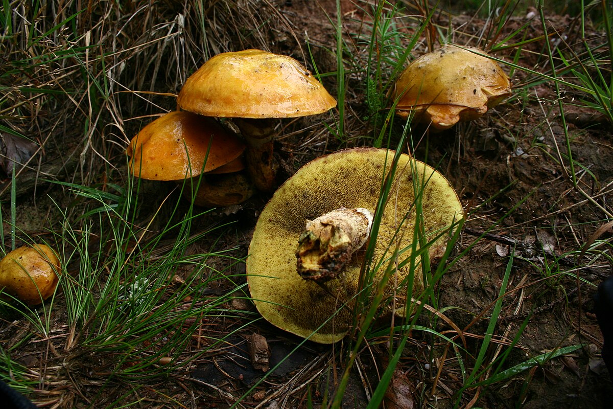 Bolet élégant
