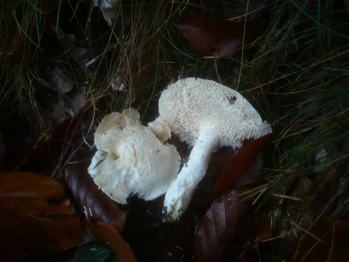 Pied de mouton blanc