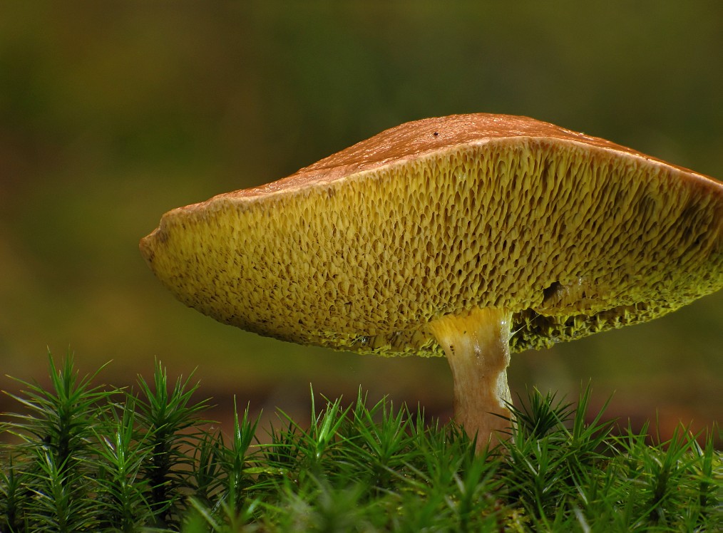 Bolet des bouviers