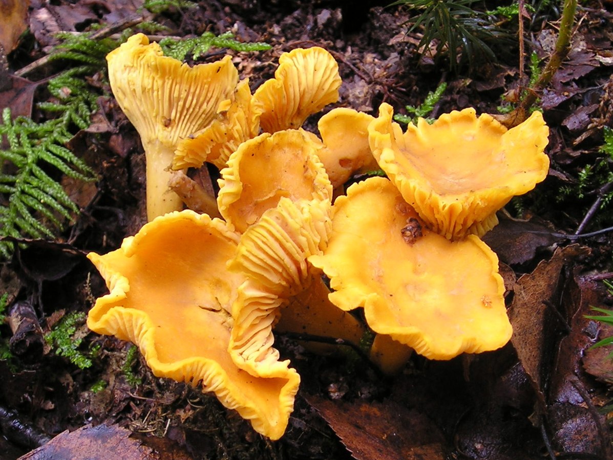 Girolle