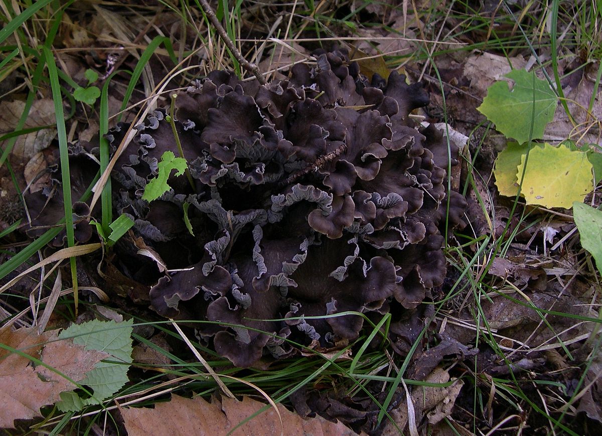 Chanterelle cendrée