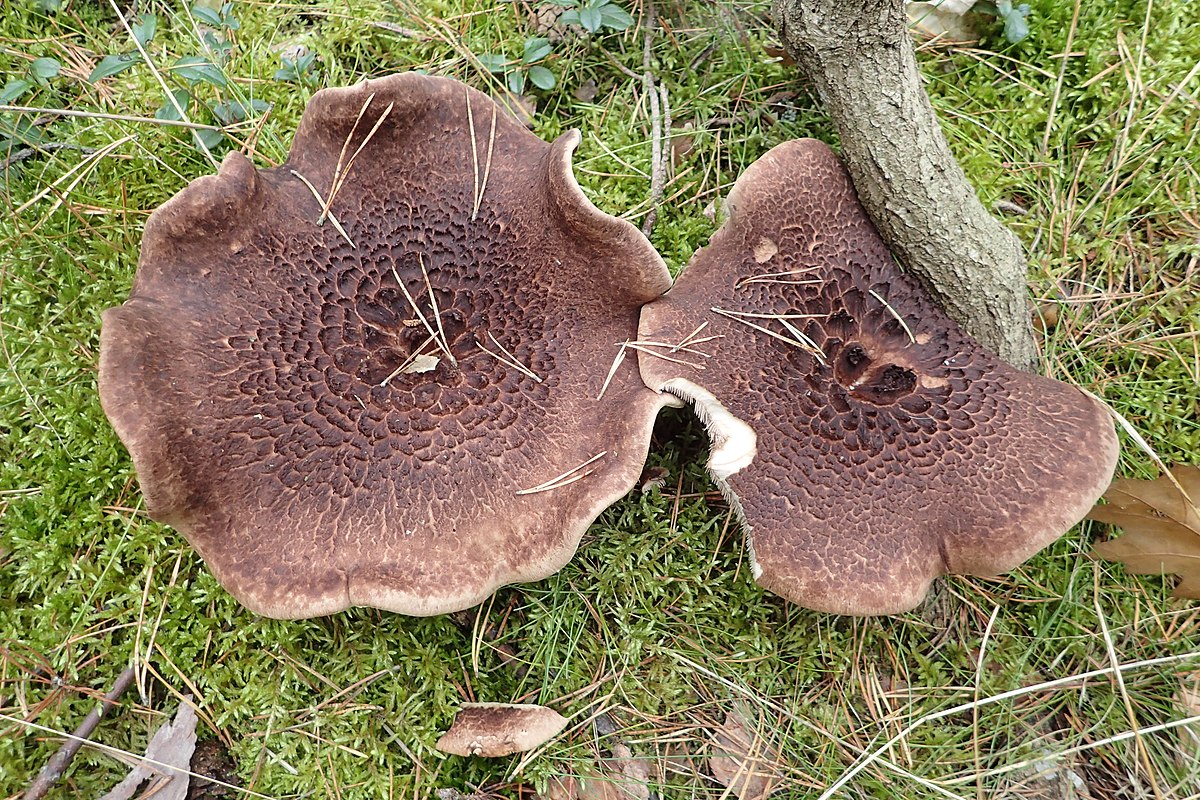 Sarcodon écailleux