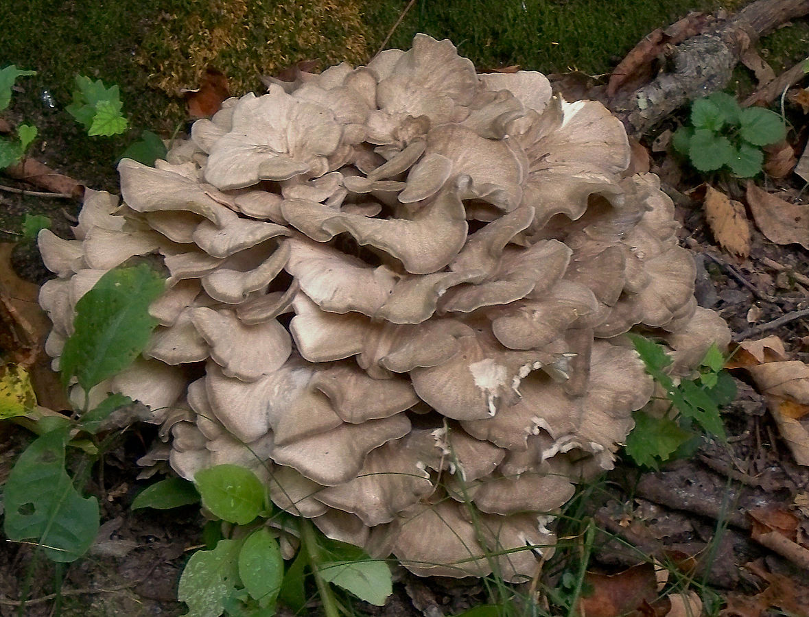Polypore en touffes