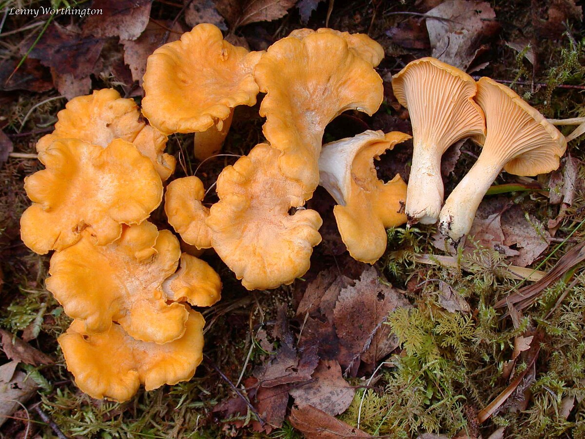 Girolle abricot