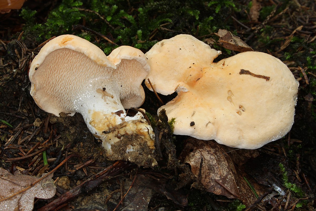 Pied de mouton