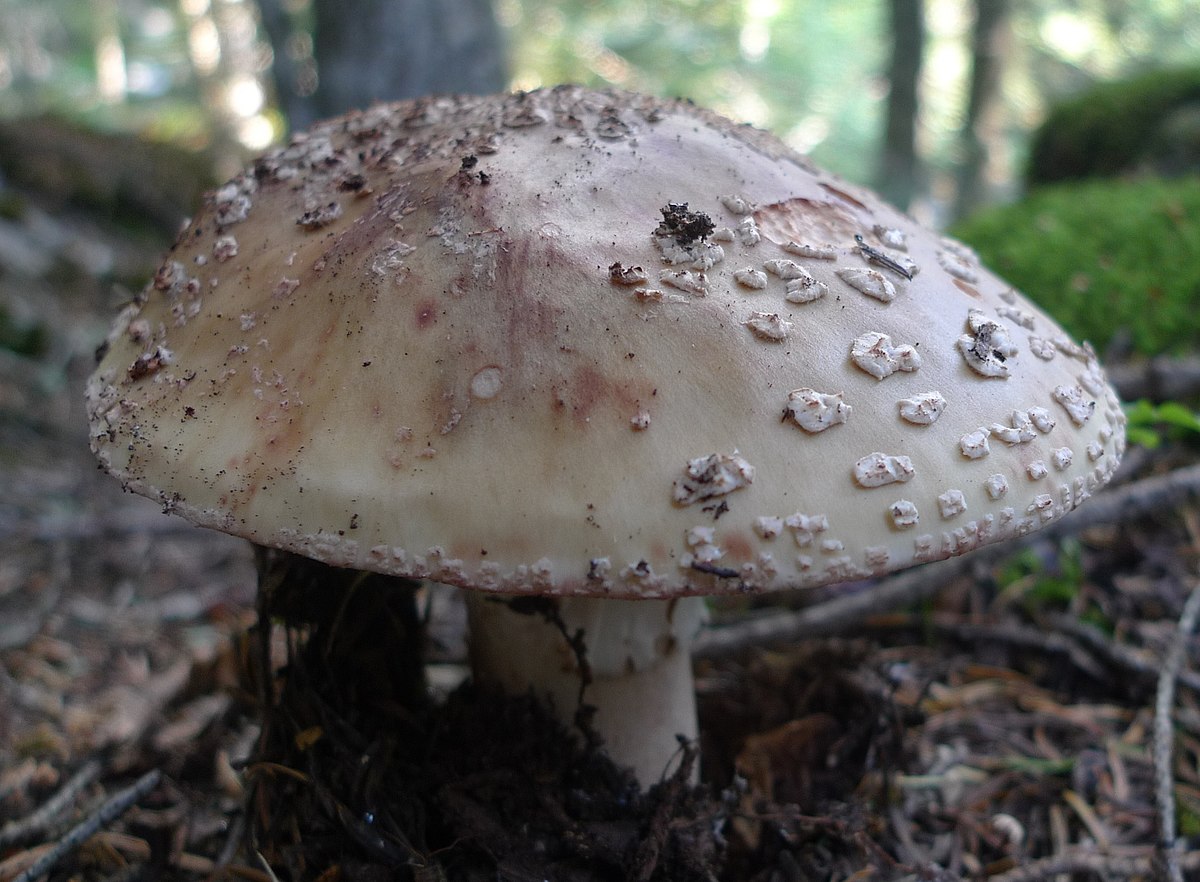 Amanite rougissante