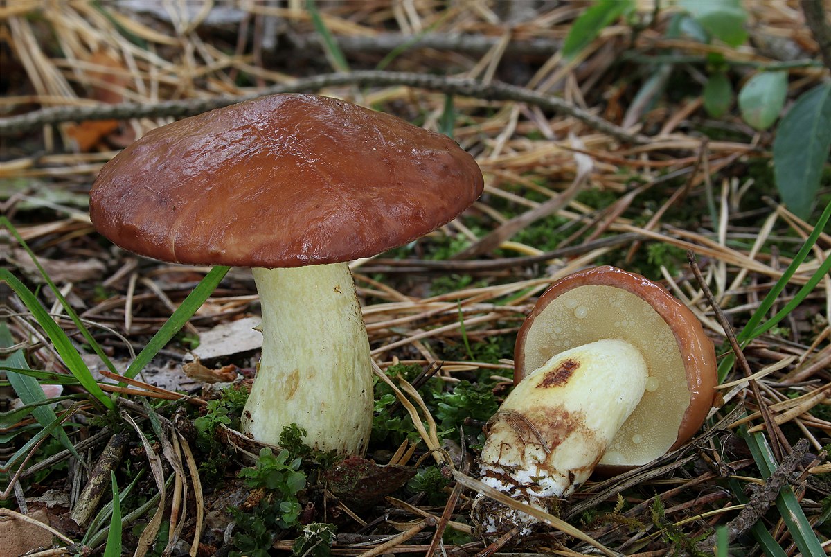Bolet granulé
