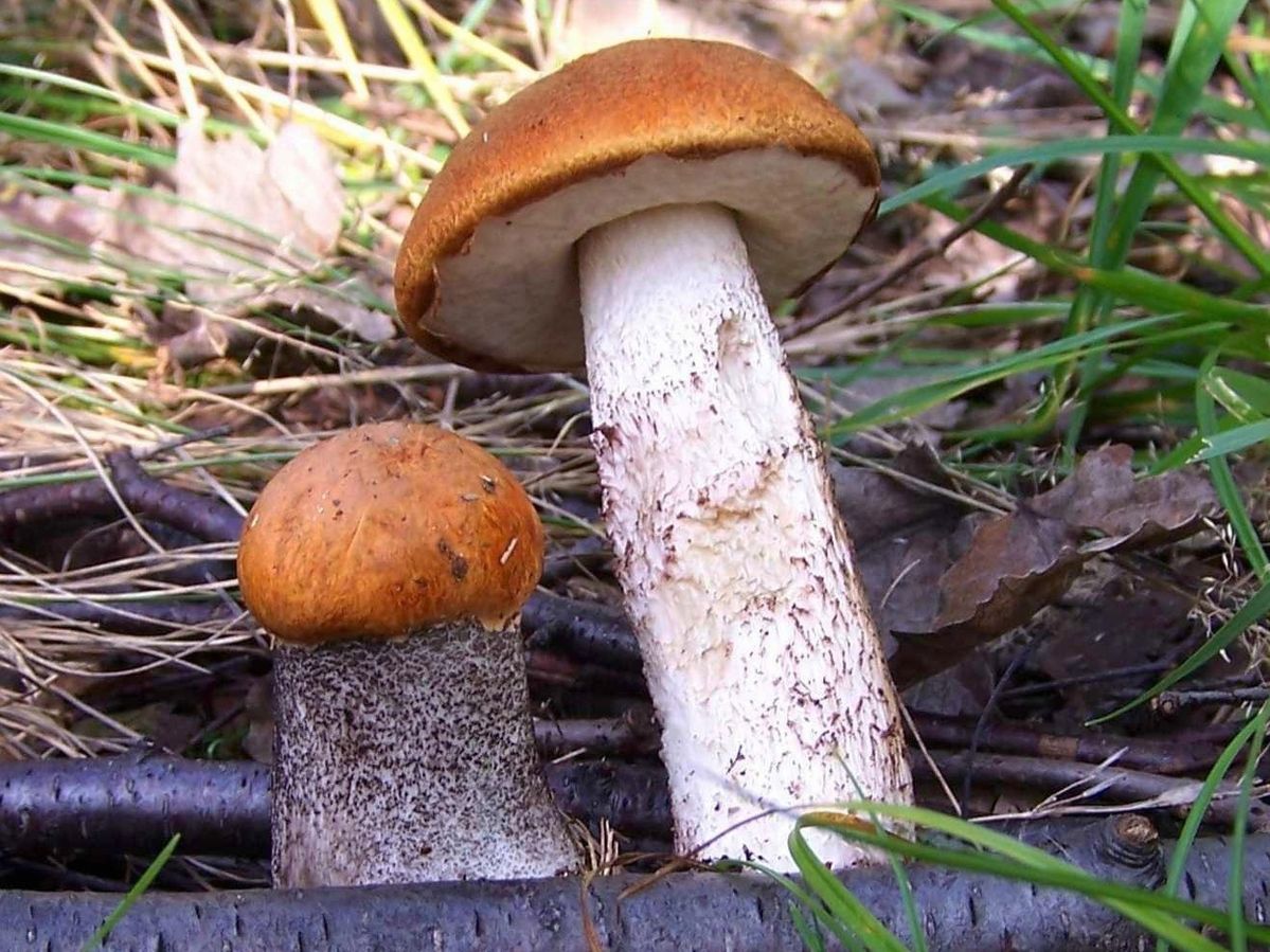 Bolet orangé des chênes