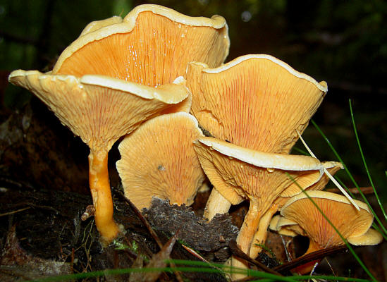 Fausse-girolle