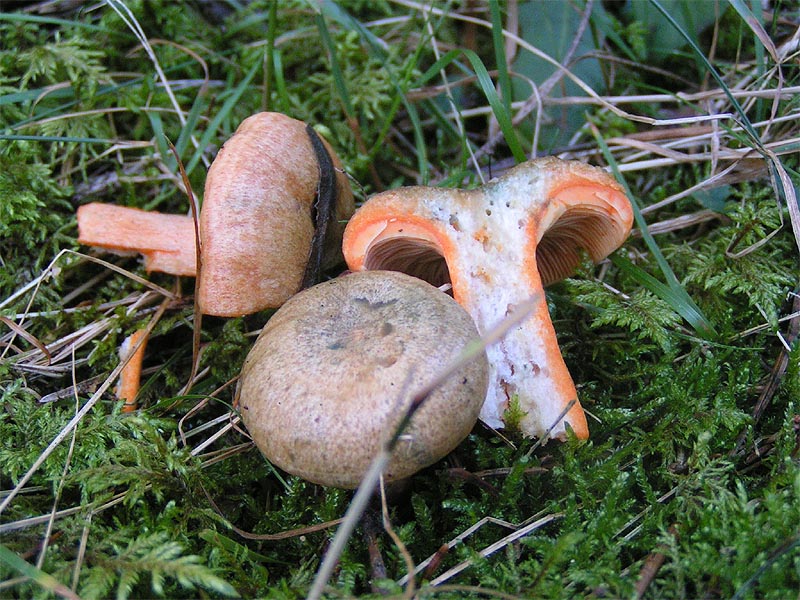 Lactaire orangé gris