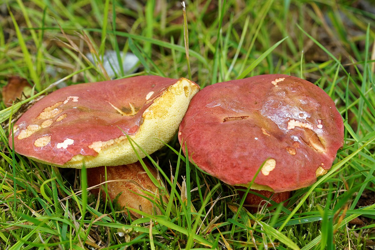 Bolet framboise