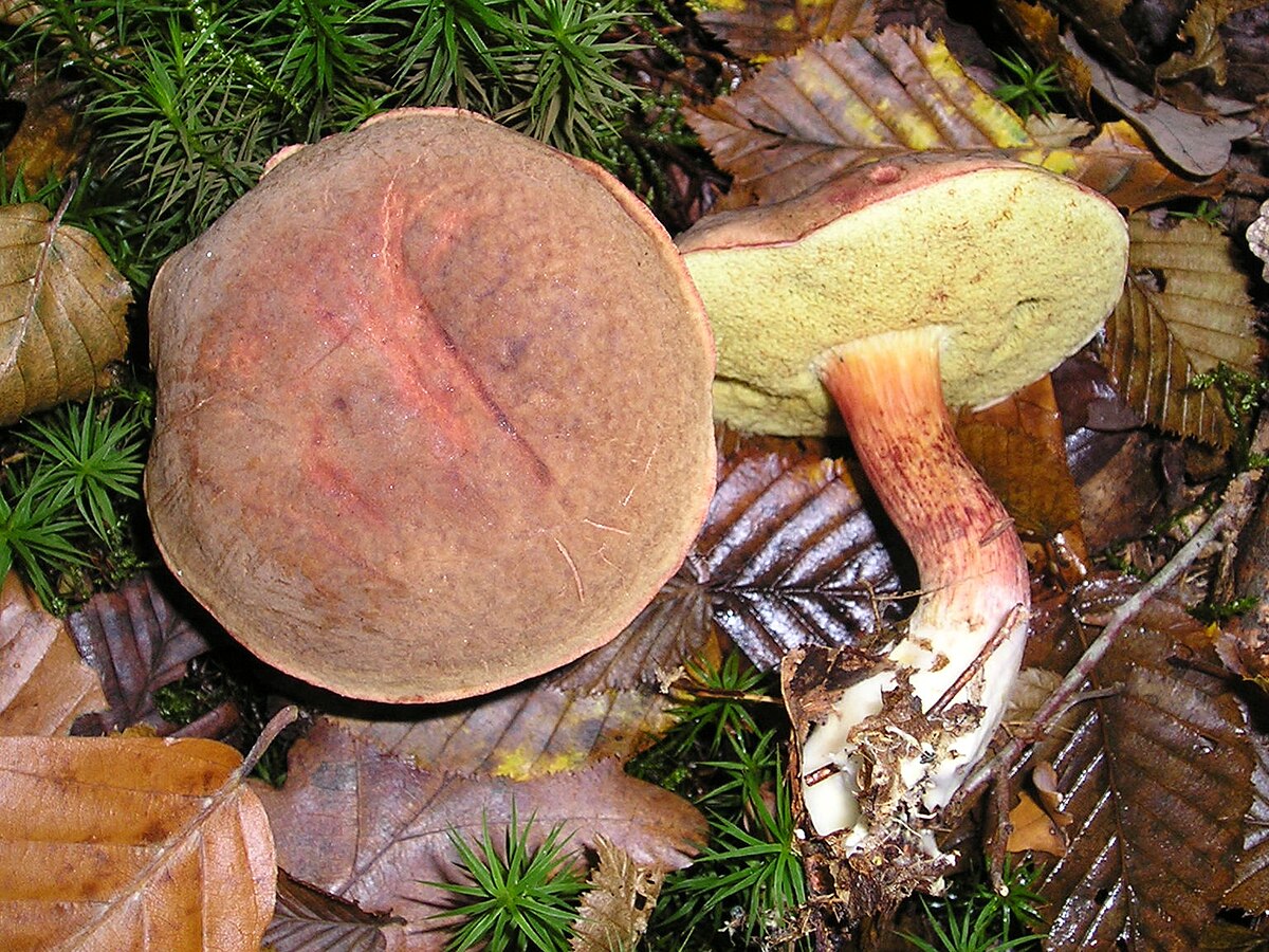 Bolet pruineux