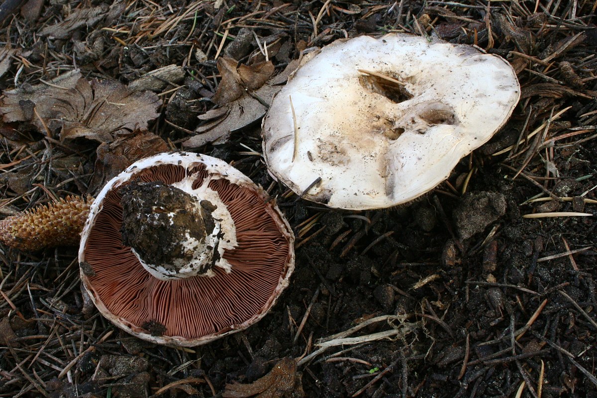 Agaric des trottoirs