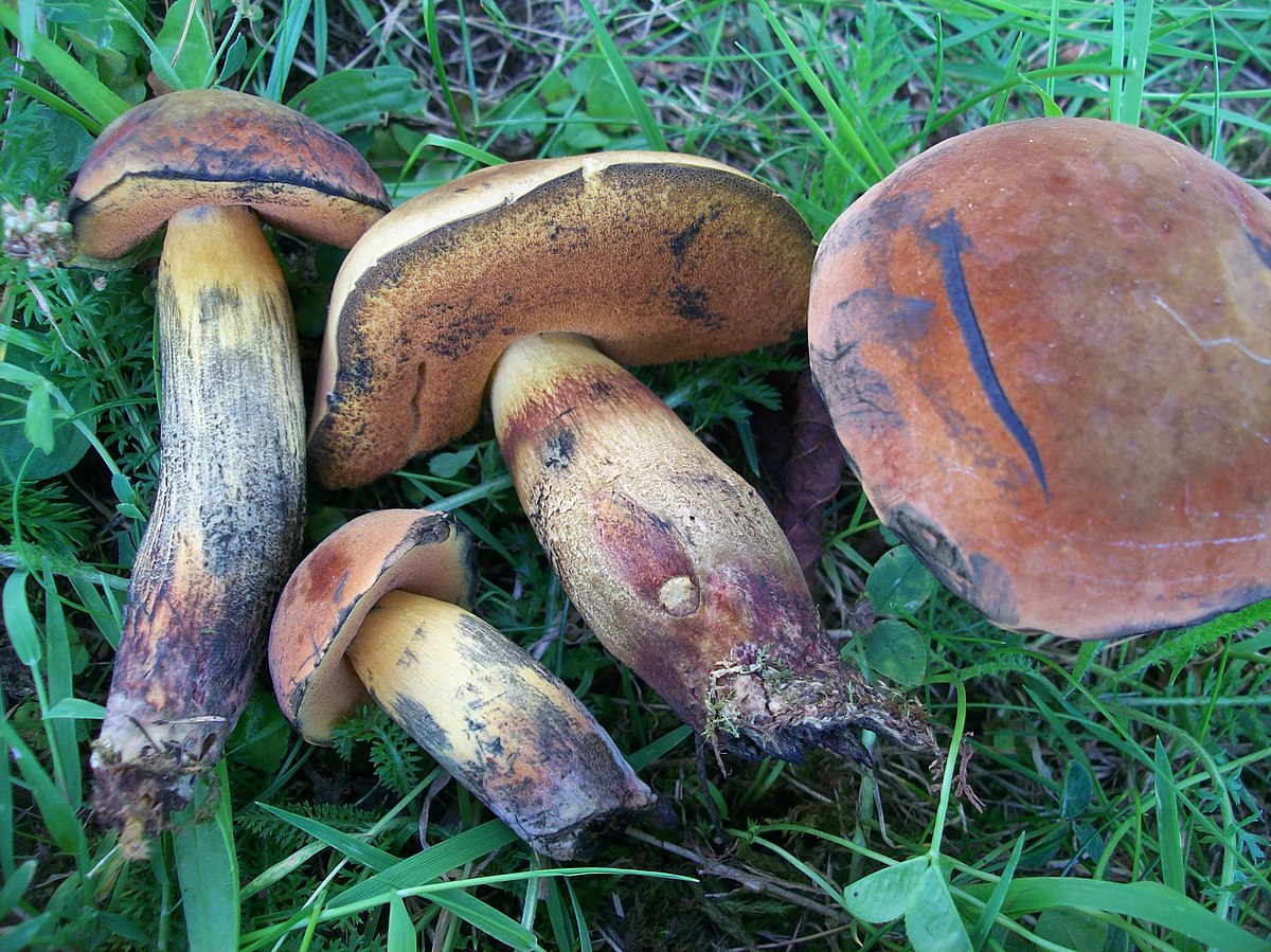 Bolet de Quélet
