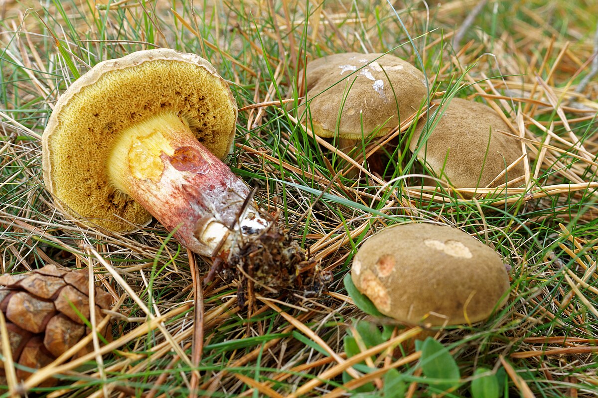 Bolet cisalpin